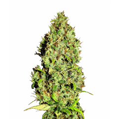 Afgani Mazar genetics, Фасовка: 3+1